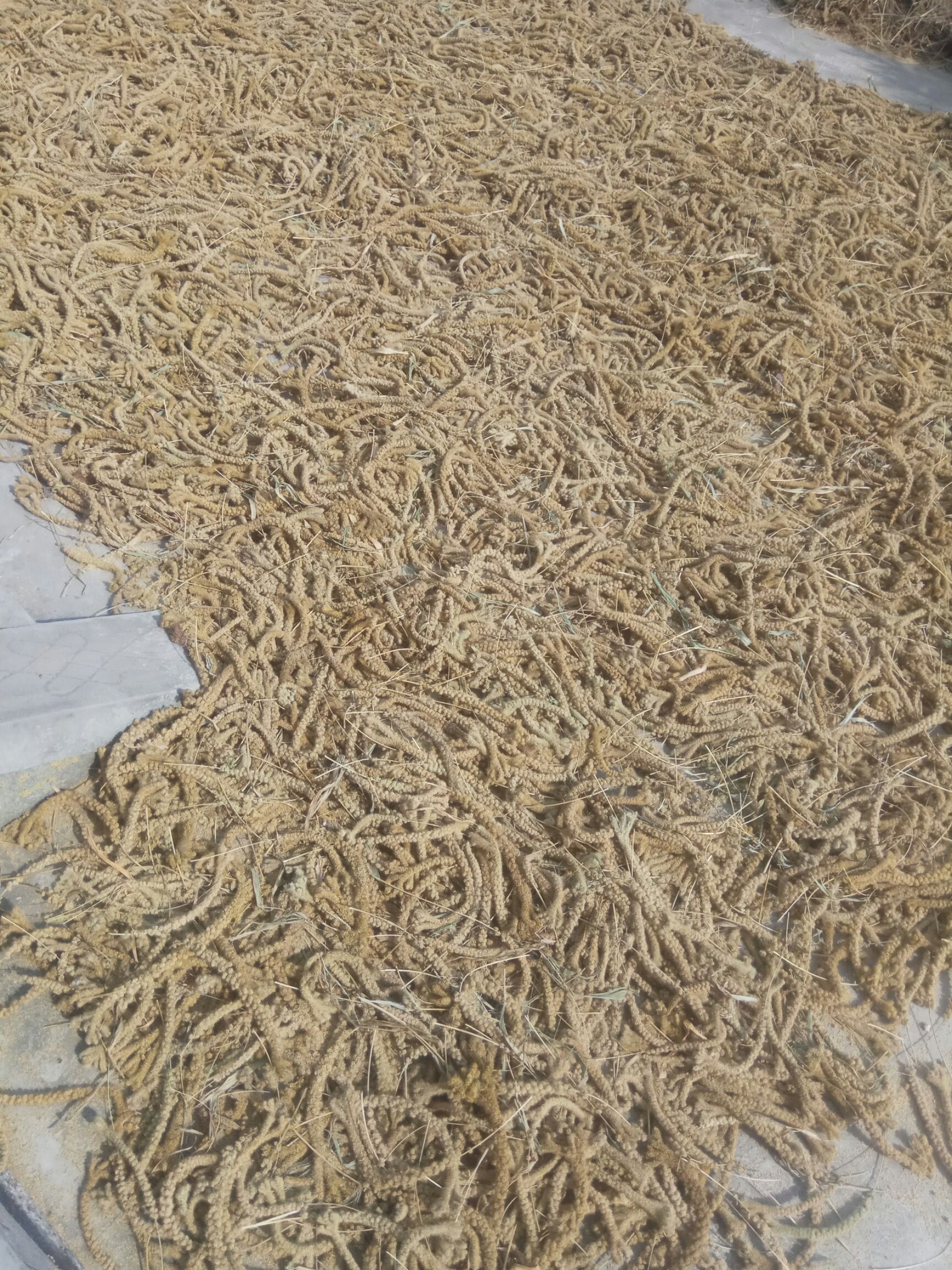  小米 黄小米稻谷