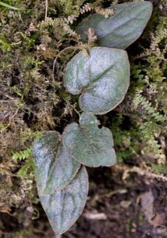 兔耳风 杏香兔儿风