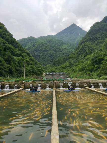 西乡县 批发冷水鱼三文鱼系列虹鳟鱼金鳟鱼1.5斤至5斤重的三万斤左右