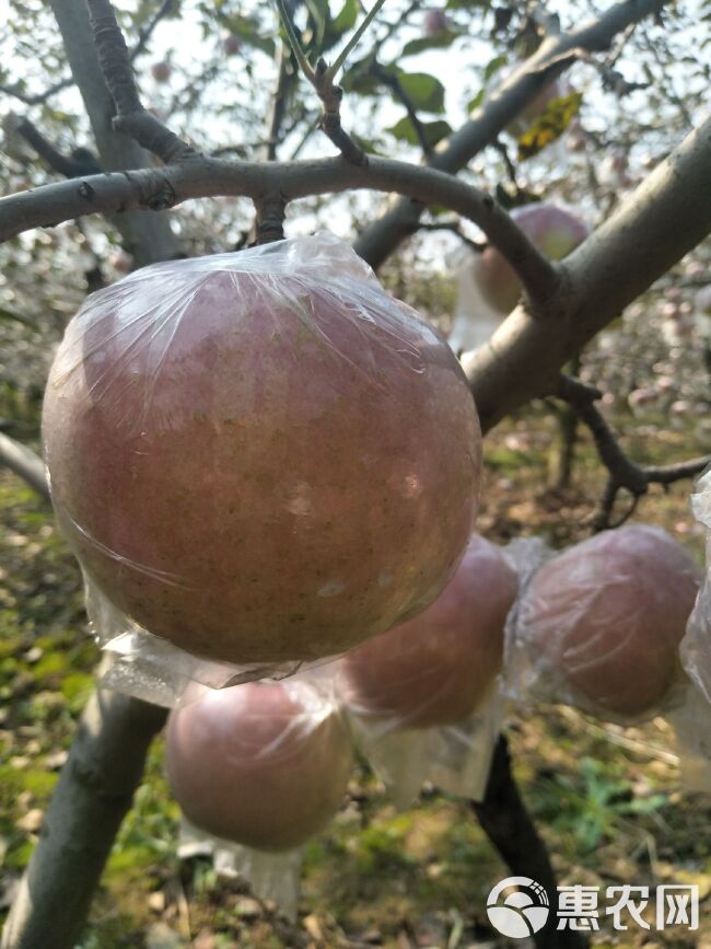  苹果，红富士苹果，脆甜多汁，水分足，专业电商，微商一件代发