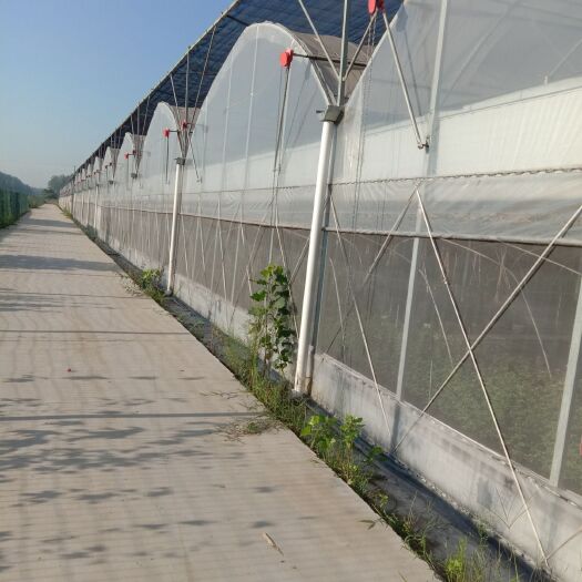 沭阳县种植大棚养殖大棚蔬菜大棚养鸡苗大棚养鹅大棚养鸭大棚及养殖设备