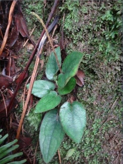 兔耳风 杏香兔儿风