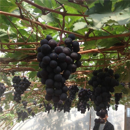 平度市 早巨宝葡萄苗 早熟葡萄苗 山东平度葡萄苗种植基地批发直售
