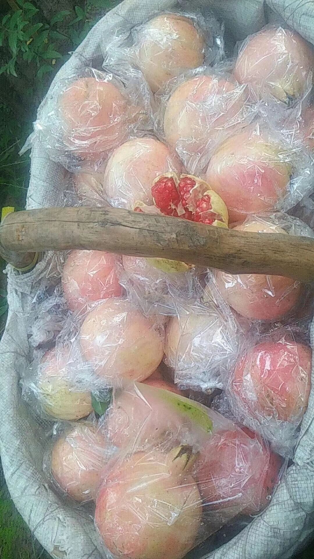  临潼石榴，自家果园，自产自销，现摘现发，天然无公害。