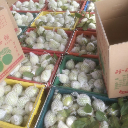 隆安县红心芭乐 150-200克