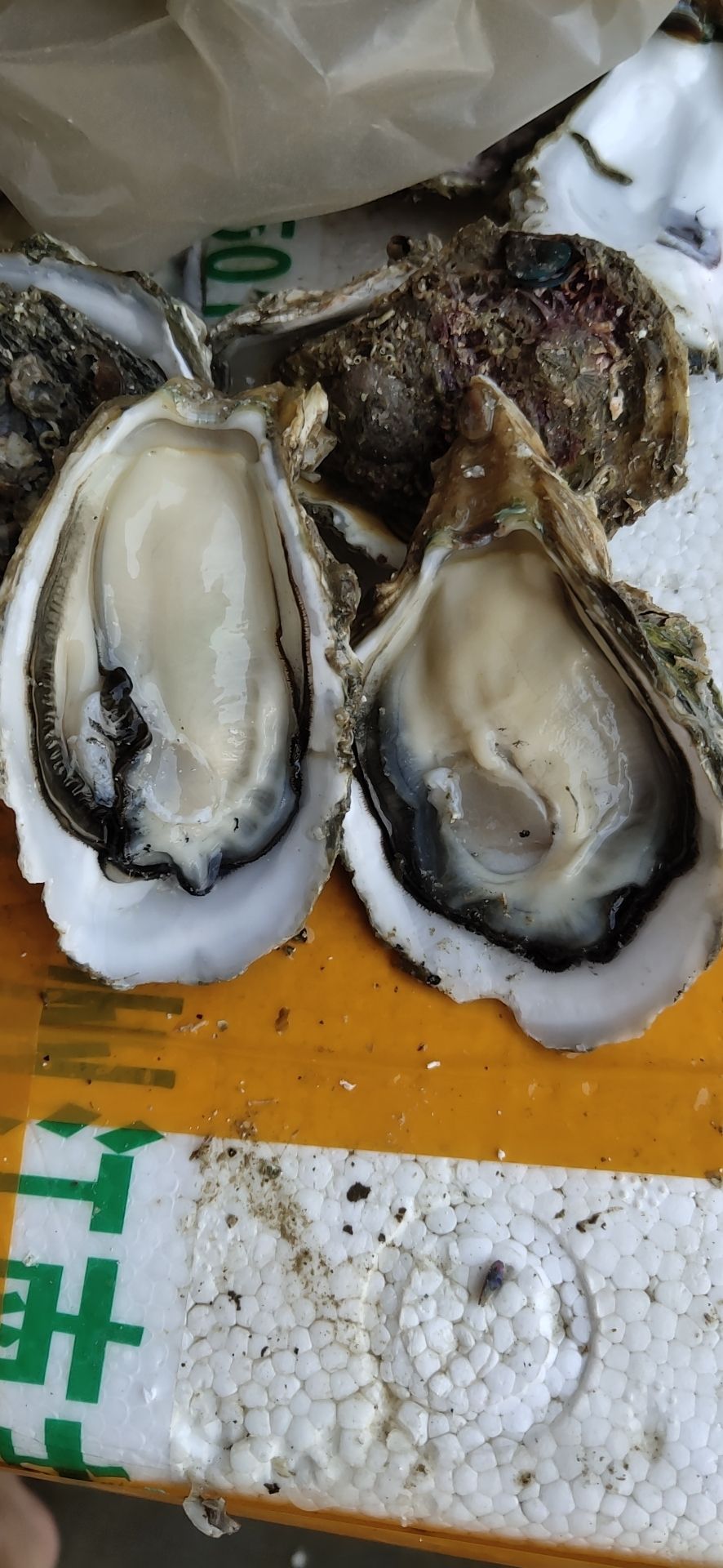 湛江牡蛎 湛江生蚝 2－5两/只 全国发货
