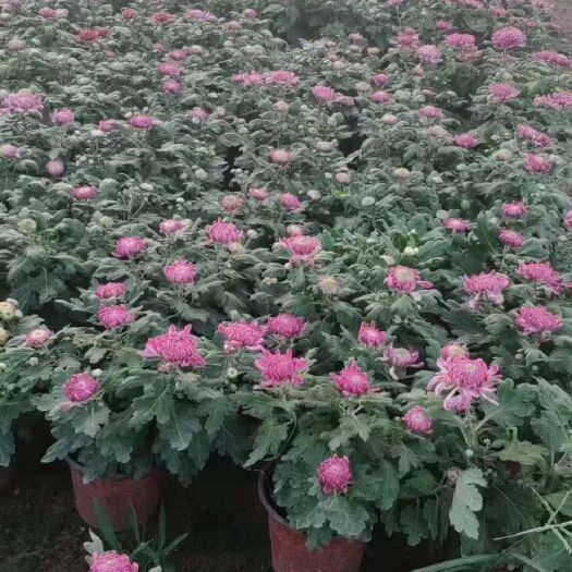 郯城县 国庆菊花大菊花乒乓球菊大力菊大量批发.