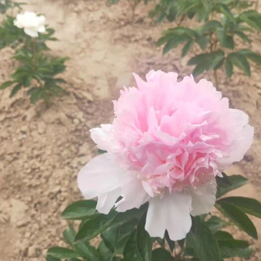 菏泽 菏泽牡丹芍药基地自产自销 一年观赏牡丹