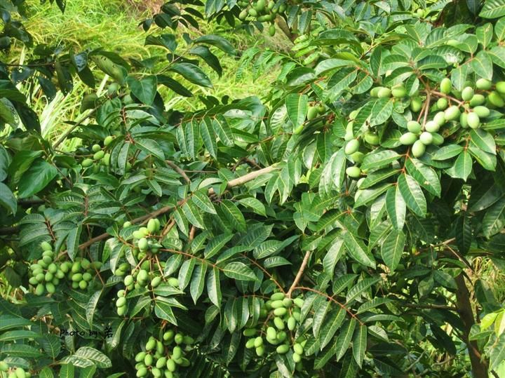 黑橄榄苗  黑橄榄，黄橄榄，产量高