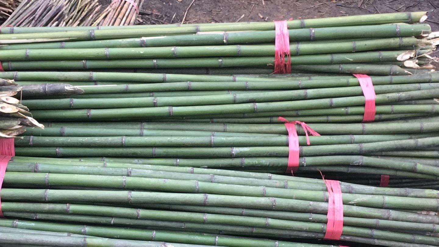 豆角架精选2米5菜架竹