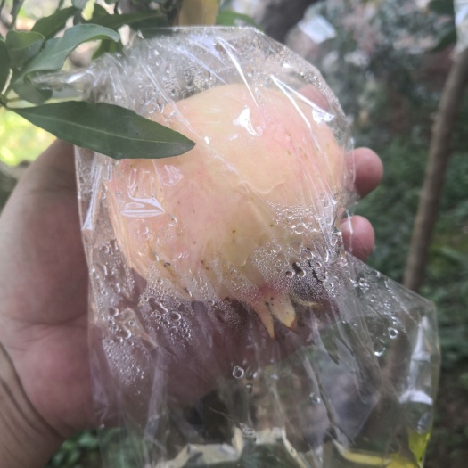 西安临潼石榴 每箱12个 19.9元包邮 现摘现发