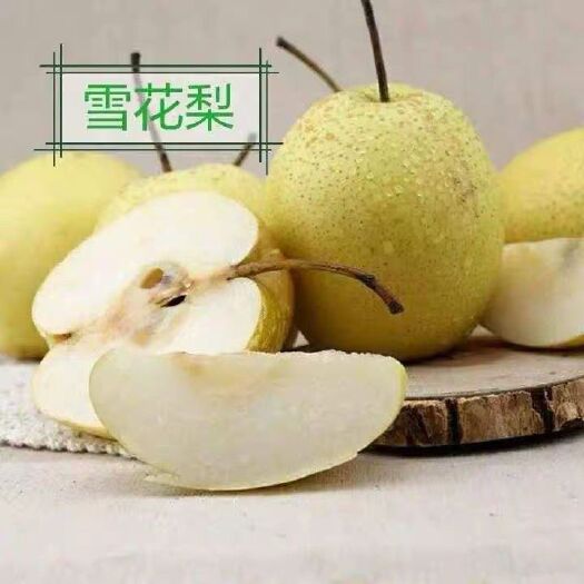 赵县 正宗赵州雪花梨，期待与您的合作