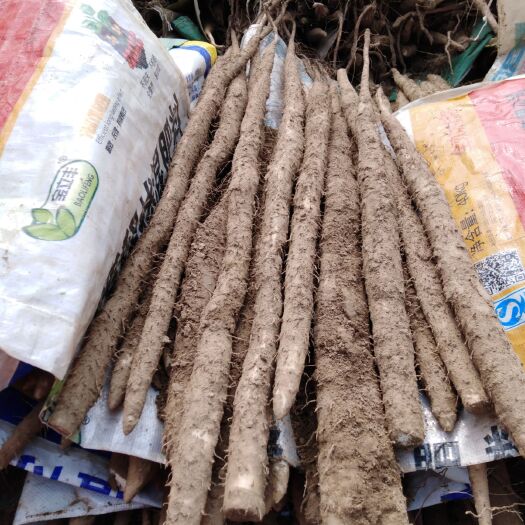 饶阳县棒山药  山药，精品小白嘴，紫药，棒药火热销售中