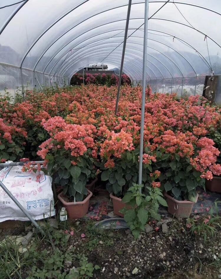 基地批发 三角梅 三角梅盆景 四季红三角梅 勒杜鹃