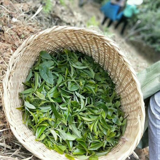 勐海县普洱生态茶 帕沙生态红茶一公斤200