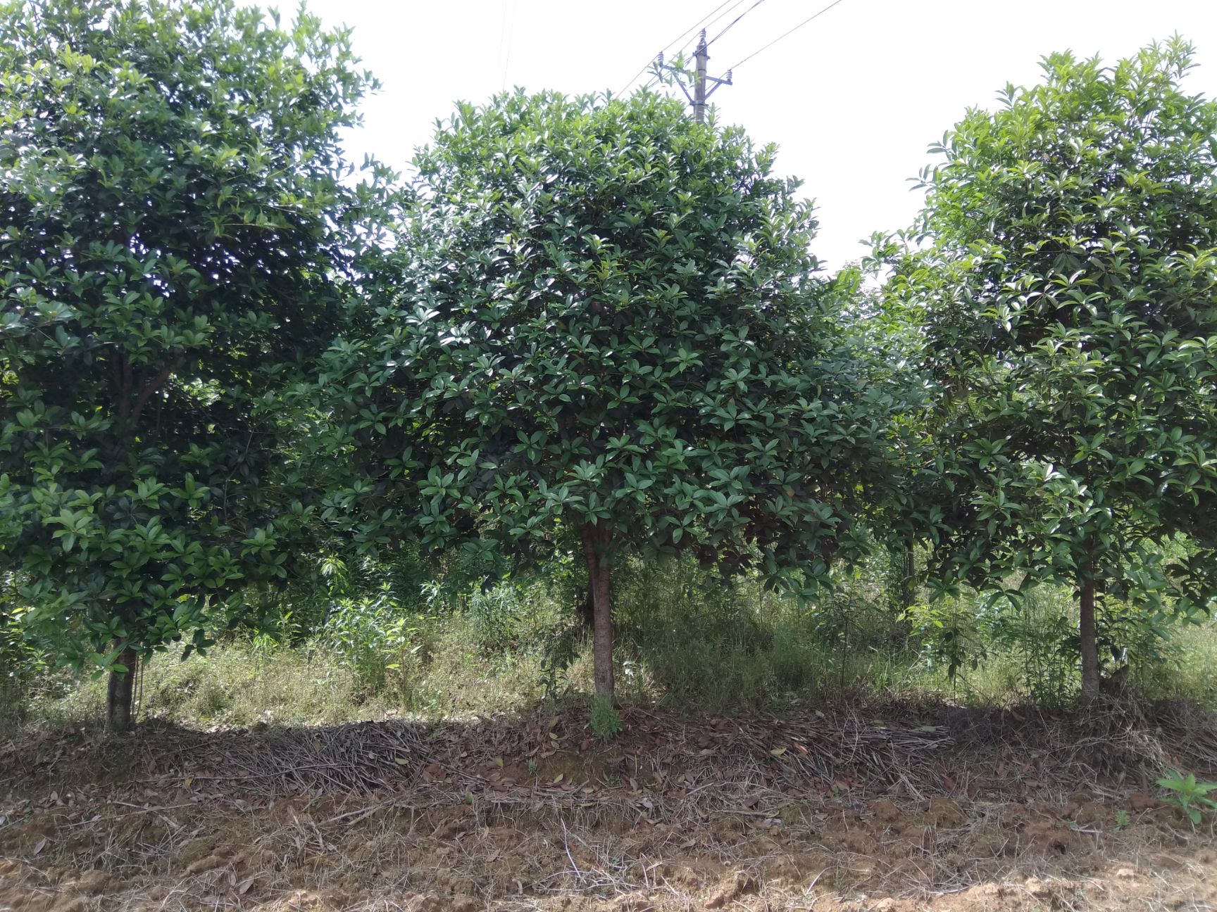 八月桂  桂花树金桂丹桂血桂彩叶桂花卉阳台庭院行道征地用树吸尘养神