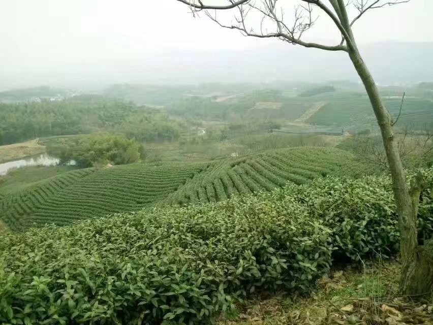安吉白茶 好山好水出好茶