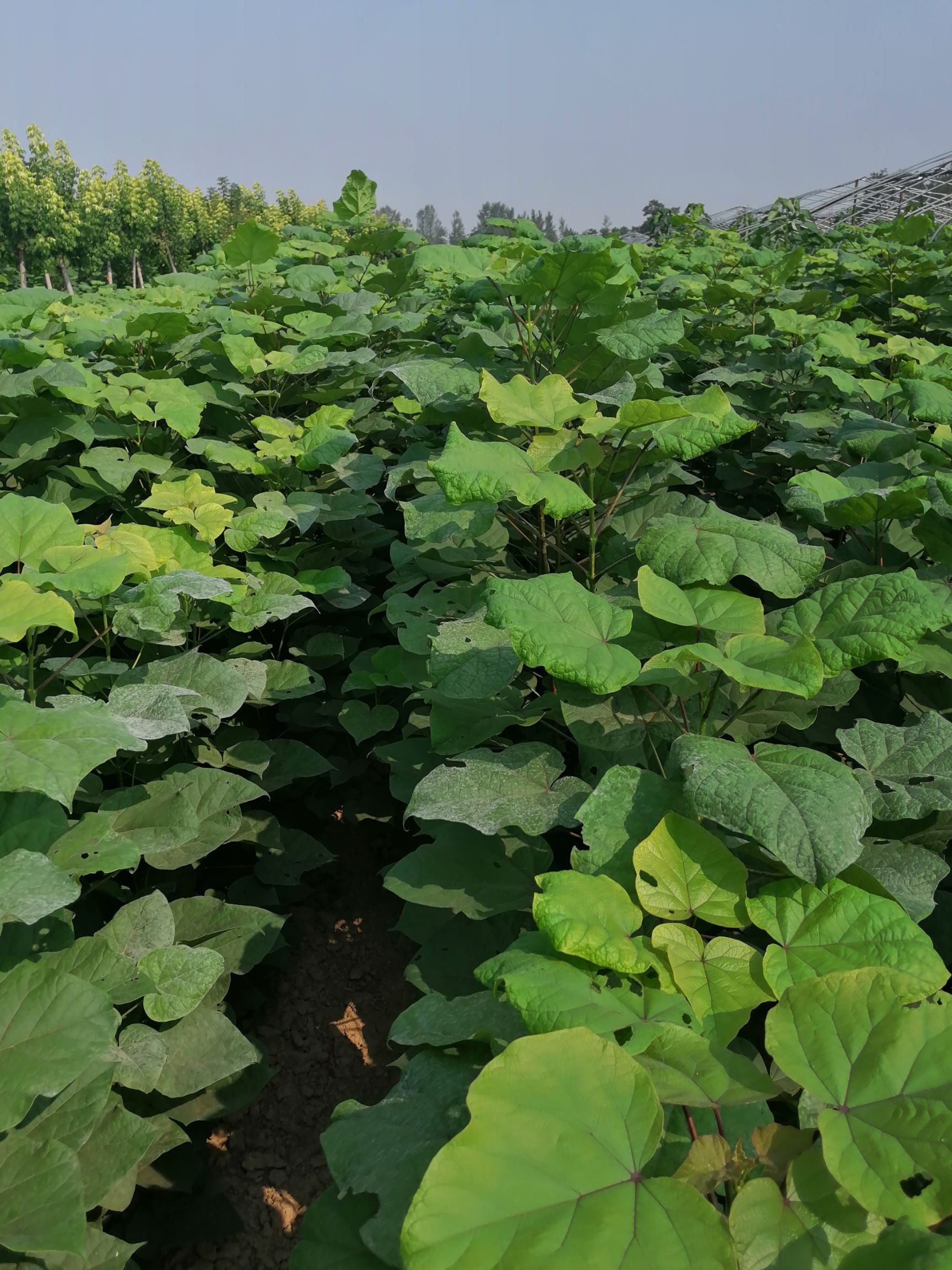 河南梓树苗 河南楸树苗 梓树小苗价格 河南楸树繁育基地