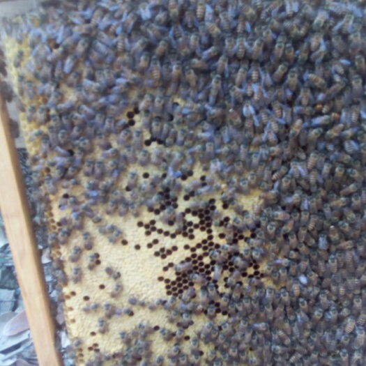 平南县中蜂蜜蜂出售自提