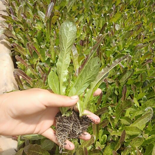 通海县莴笋苗 基地直供，批发，零售