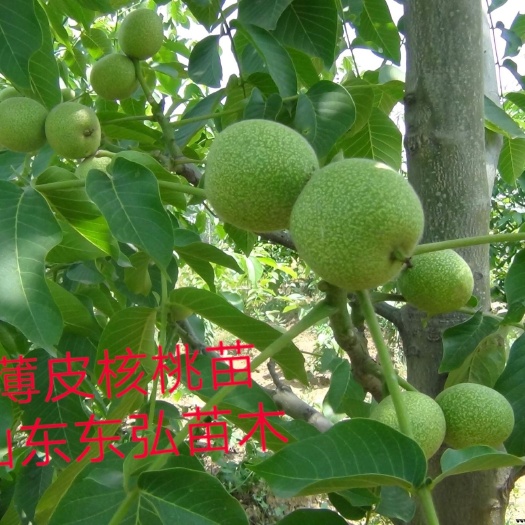 平邑县纸皮核桃苗