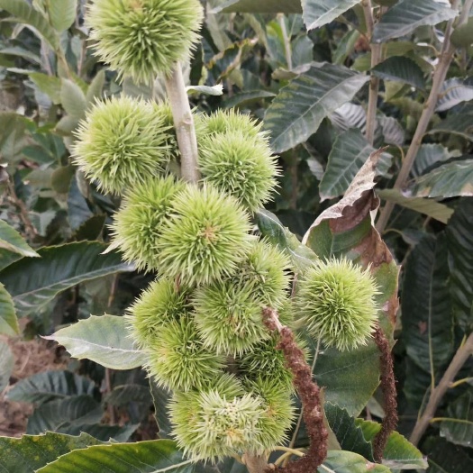 平邑县大红袍板栗苗 小板栗苗都结果了