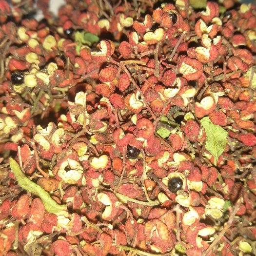 富平县 干花椒
