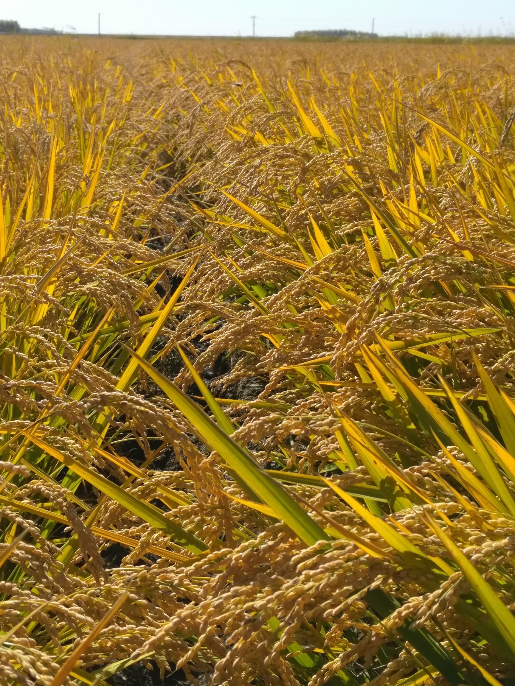 小粒香 鲜米业加工专用水稻.我们是东北直销,没有中间商.