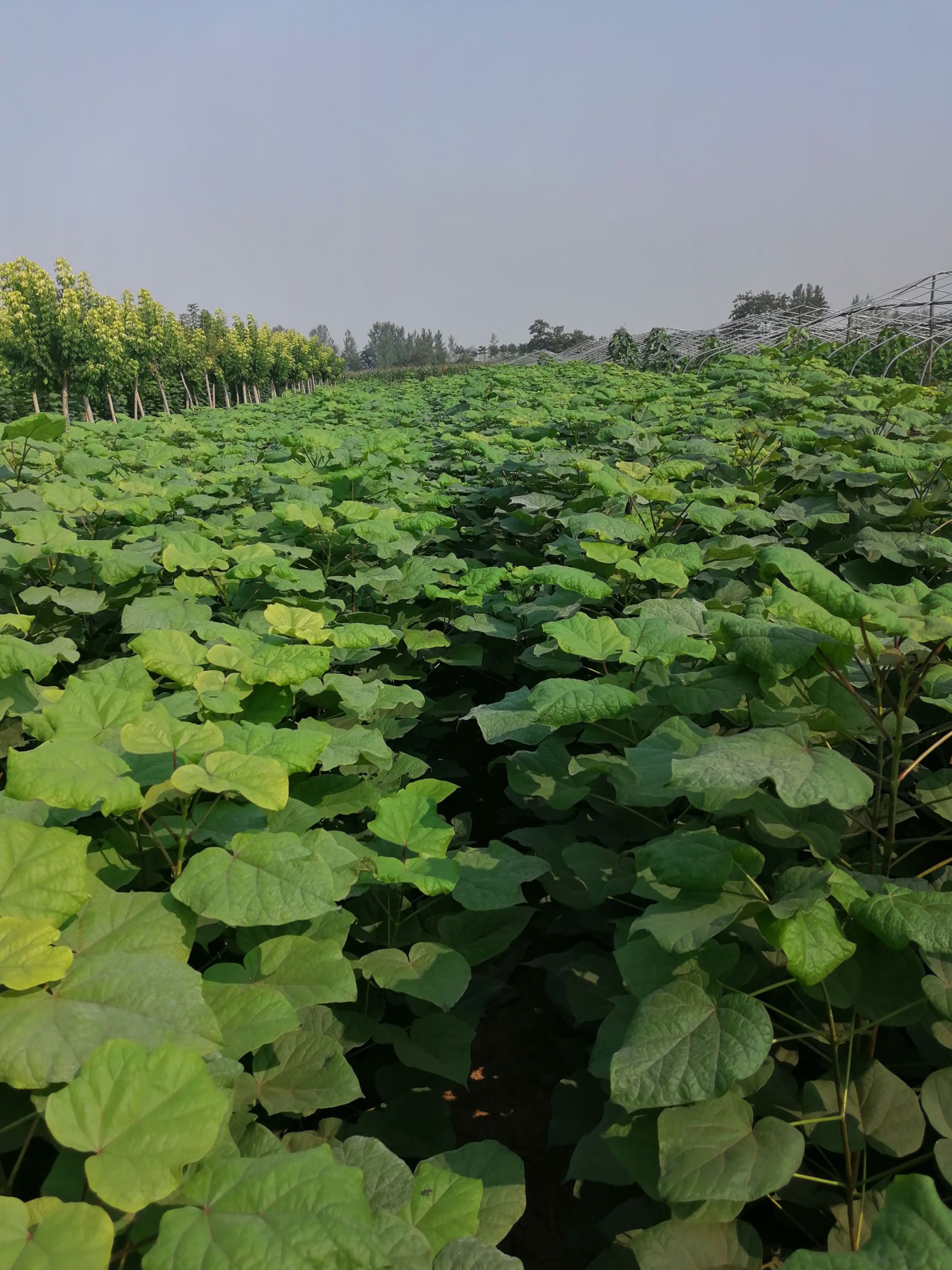 河南梓树苗 河南楸树苗 梓树小苗价格 河南楸树繁育基地