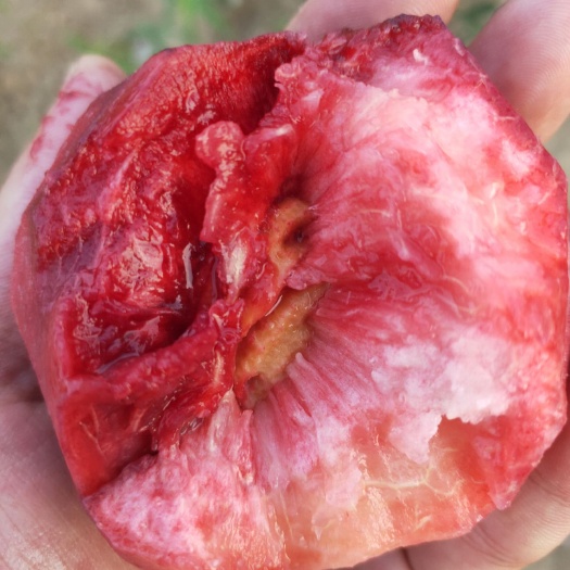 泰安血桃苗，桃树苗，黑桃苗