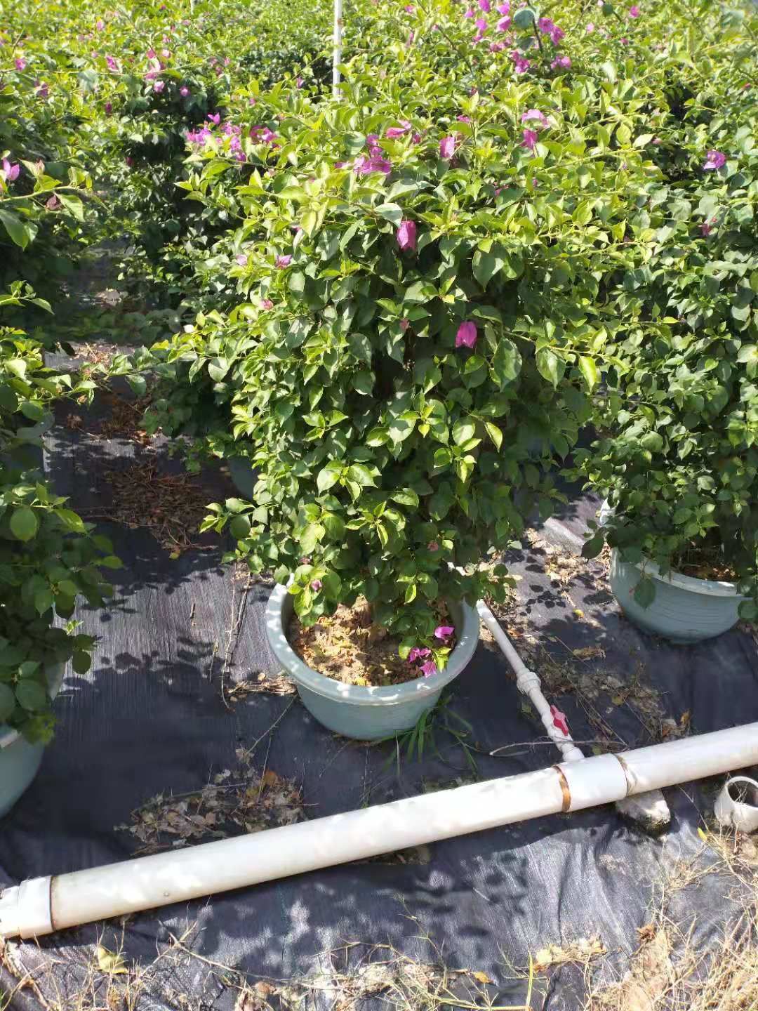 基地批发 三角梅 三角梅盆景 四季红三角梅 勒杜鹃