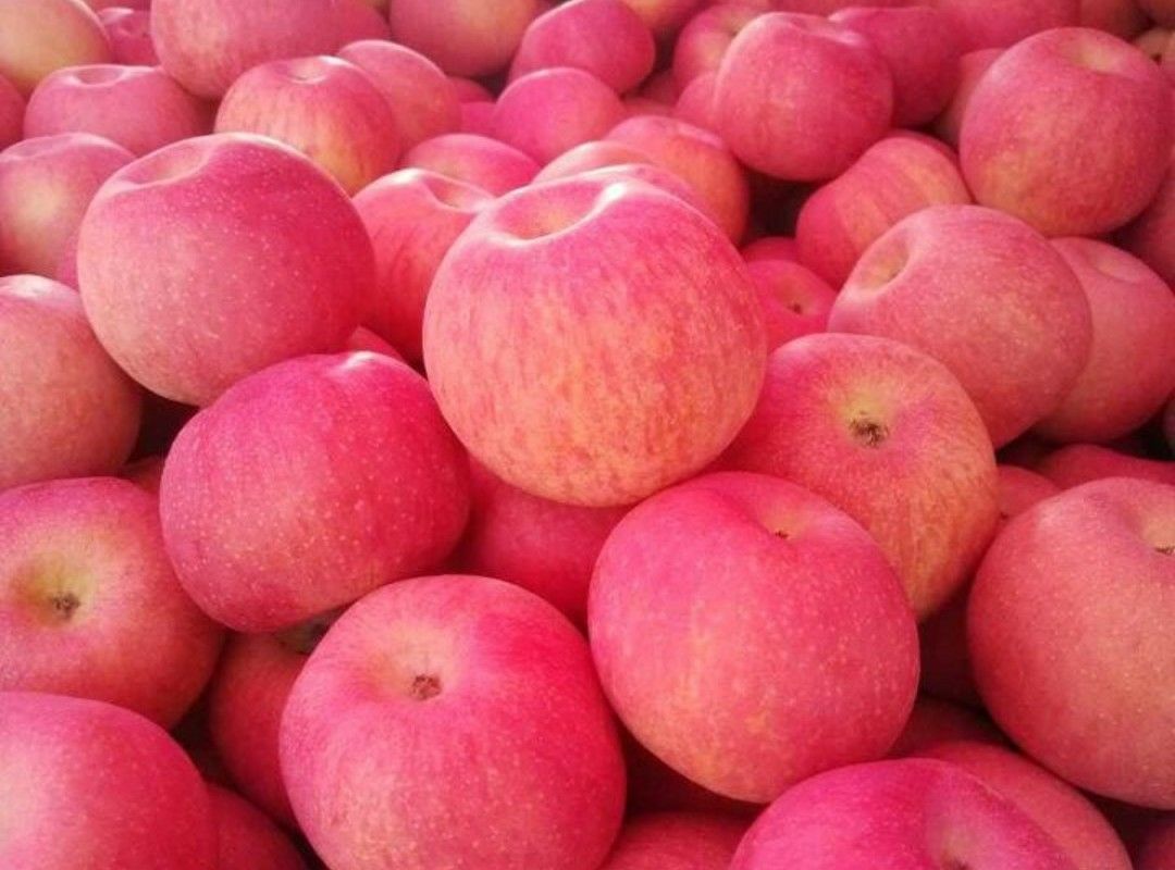 水晶富士 75mm以上 全红 纸袋