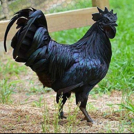 南宁 五黑鸡苗