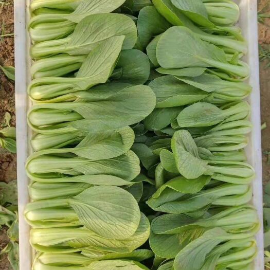 曹县 油菜