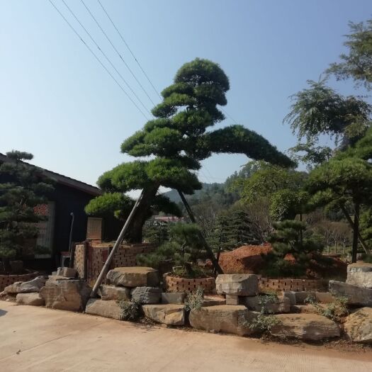 浏阳市 优价供应高档庭院绿化和工程绿化多种规格的造型罗汉松