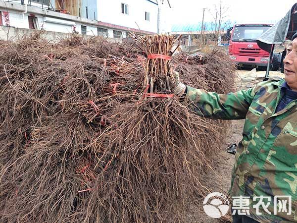  早紫玫瑰葡萄苗 早熟葡萄苗 山东平度葡萄苗种植基地批发直售