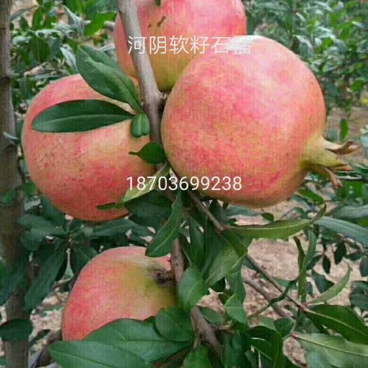荥阳市 荥阳河阴软籽石榴，新鲜水果，全国包邮
