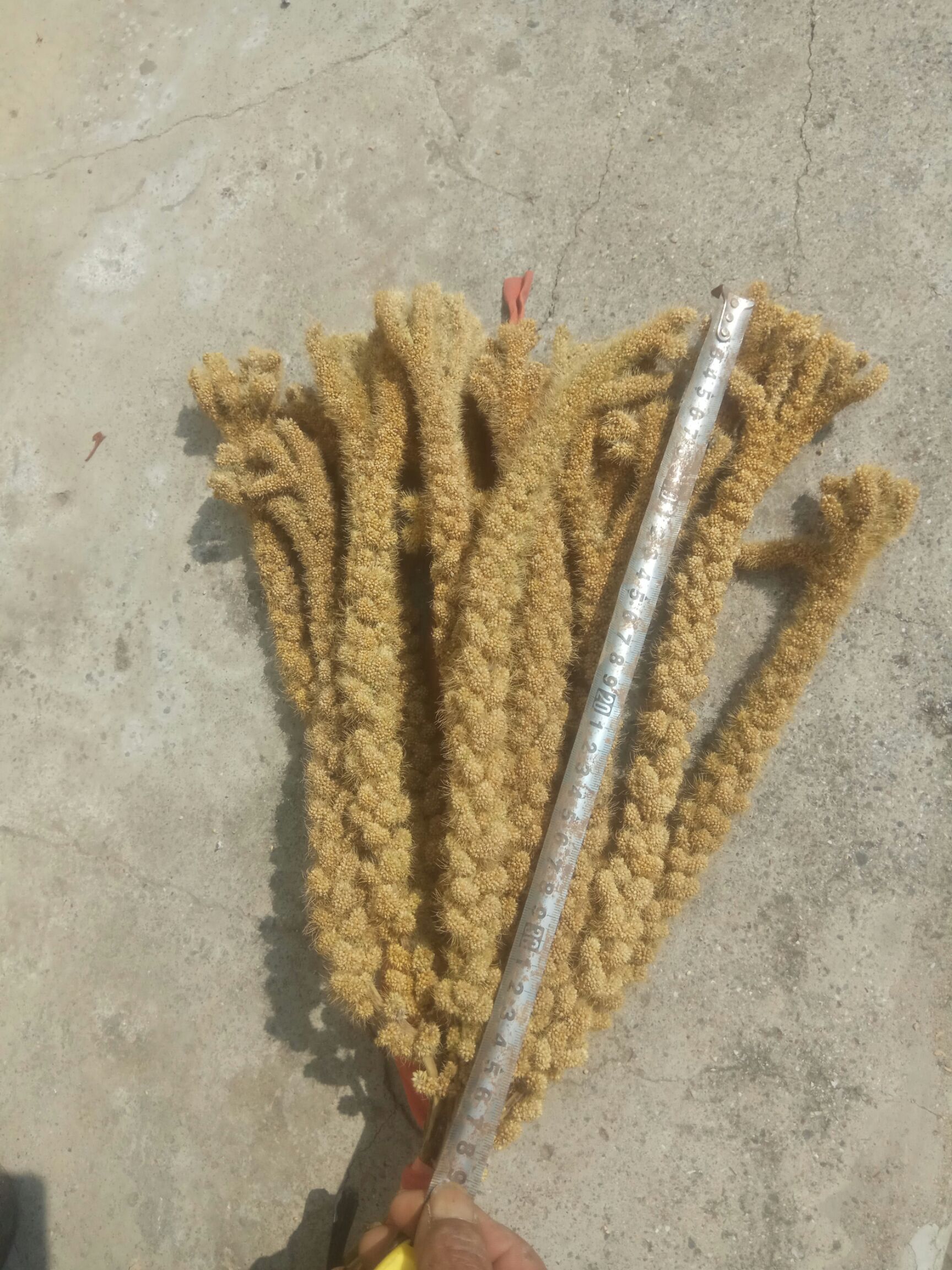  小米 黄小米稻谷