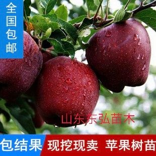 平邑县蛇果苹果苗 保证正品，保证成活率死苗补发。现挖现发，欢迎实地考察品质优、