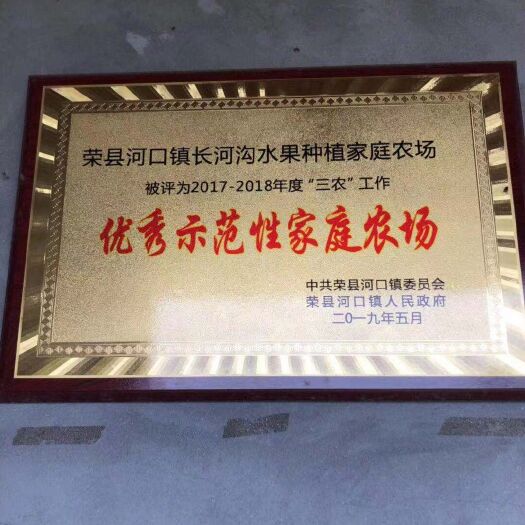 荣县爱媛38号柑桔苗 爱媛38柑橘苗