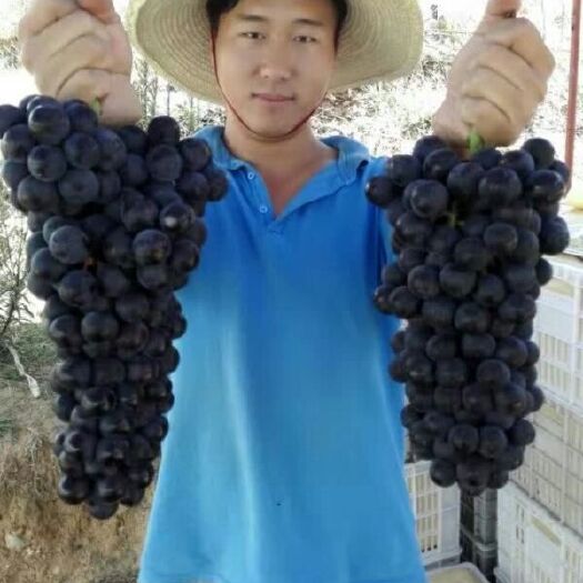 新民市 三十多葡萄苗品种