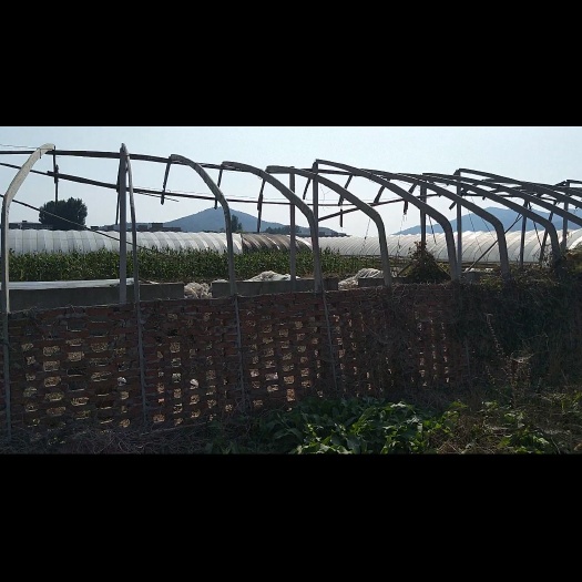 怀远县 超便宜温室养殖大棚无售后、质量取决于你的胆量欢迎砸单