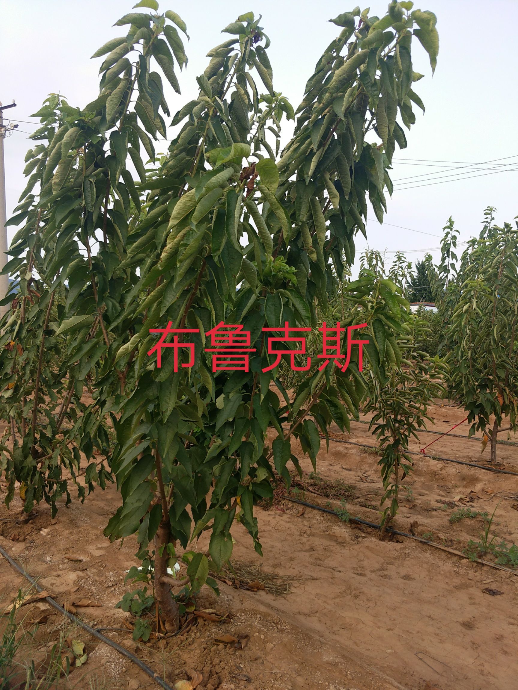  美早俄罗斯8号三年大樱桃苗樱桃树俄8吉塞拉6号根系矮化
