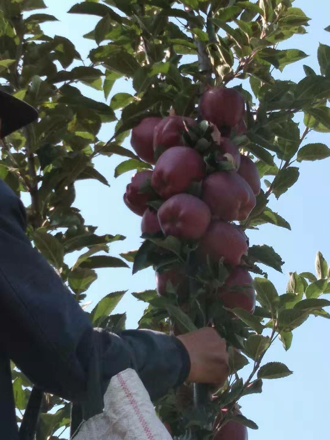 花牛苹果 正在开采中