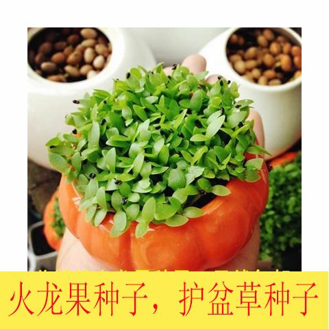 火龙果种子红心苗南方北方种植当年结果盆栽发财树护盆草种子