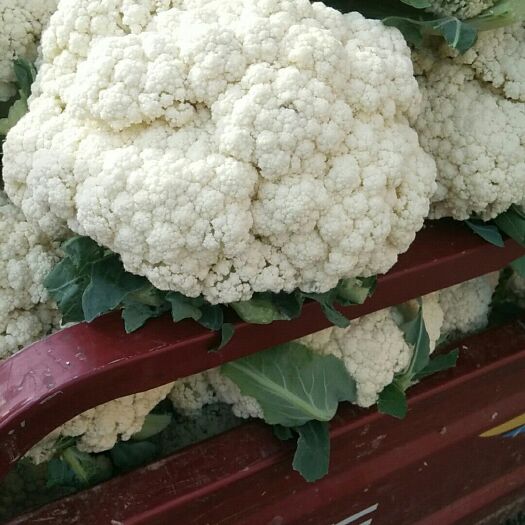 新野县白花菜花  有机花大棚有机花，保质保量。加工厂价格便宜
