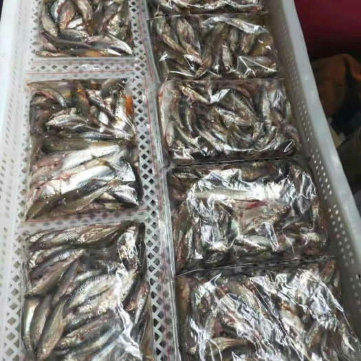 广州山坑鱼仔