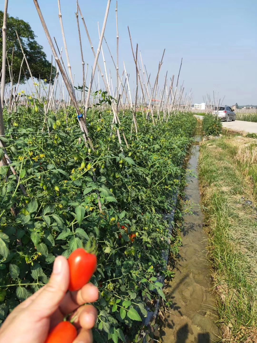 东红一号  圣女果红果硬度好