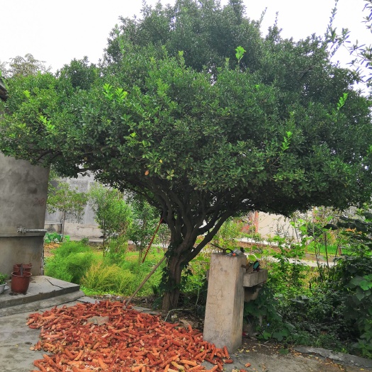 西乡县 25公分  一级万年青