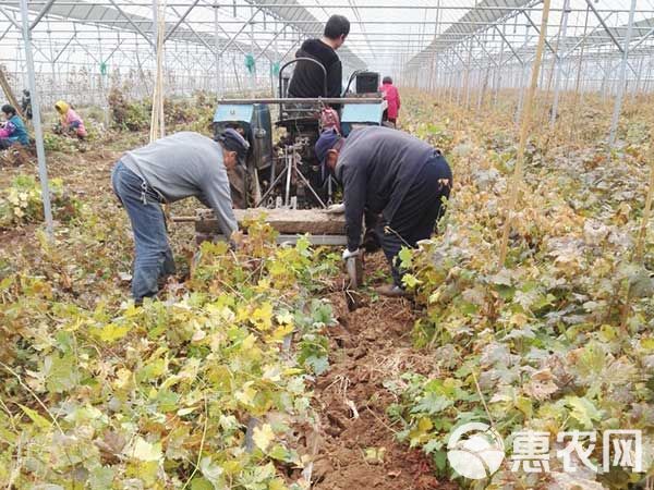  早紫玫瑰葡萄苗 早熟葡萄苗 山东平度葡萄苗种植基地批发直售